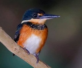 American Pigmy Kingfisher