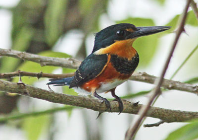 American-pygmy%2520Kingfisher