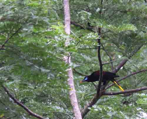 Oropendola Black, El Real, Darien, photo © Björn Anderson