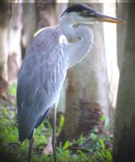 Cocoi Heron