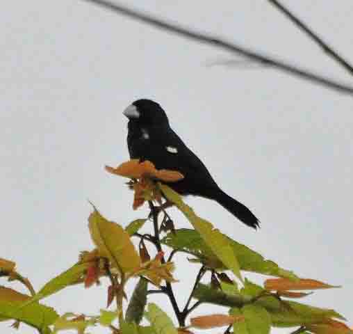 Large-billed Seed-Finch  El Real photo © Alfred Raab