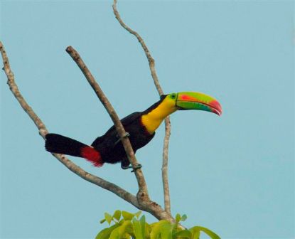 hire a bird guide to panama. Where to go birding in Panama with a birding guide specialized birdwatching guide. Keel-billed Toucan.
