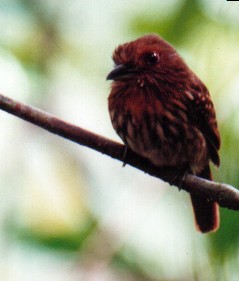 Where to go birding in Panama with a birding guide specialized birdwatching guide.  White-whiskered Puffbird
