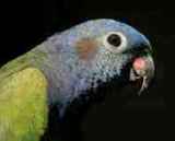 Blue-headed Parrot