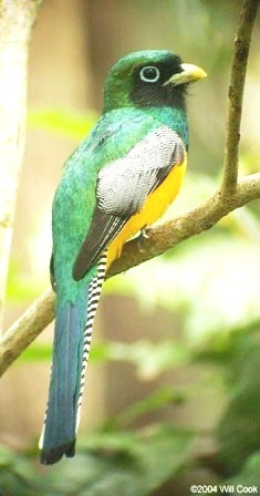 Black-throated Trogon