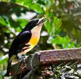 Guiding birders to birds in Panama tours. Panama birds and birding. Spot crown Barbet.