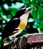 Spotted-crown Barbet in Achiote Road Birding