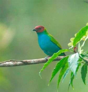 Bay-headed Tanager.Hire a bilingual naturalist bird guide in Panama.  Bird List and checklist. 
