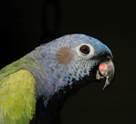 Guided bird day trip. Bird list, bird checklist to Panama birds. Birds in Panama. Blue-headed Parrot.