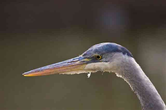 Guided birdwatching tours. Guiding birders on a Panama day birding trip. Great-blue Heron.