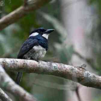 Naturalist Bird guide for hire in panama. Birding groups at Panama hotspots