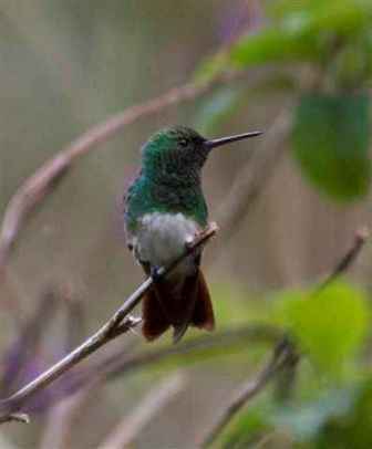 Bilingual local birding guide. Field guide to the birds of Panama. Snowy-bellied Hummingbird.