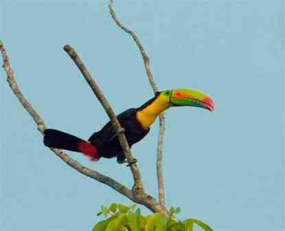 Hire a naturalist birding guide to Panama. Where to go birding in Panama with a birding guide specialized birdwatching guide. Keel-billed Toucan.